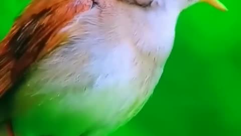 "Discover Costa Rica in Breathtaking 8K HDR! 🌍🇨🇷 | Unleash Ultimate Scenic Beauty in #Dolby #8KHDR