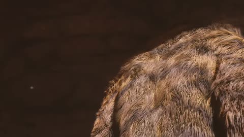 Tiger's Acolyte's Son | Black Myth Wukong