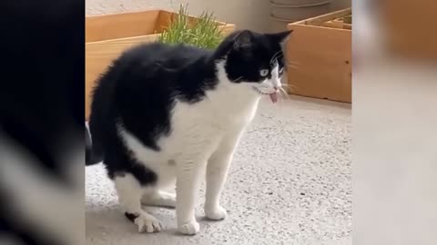 You'll Laugh! Funny Animal Moments