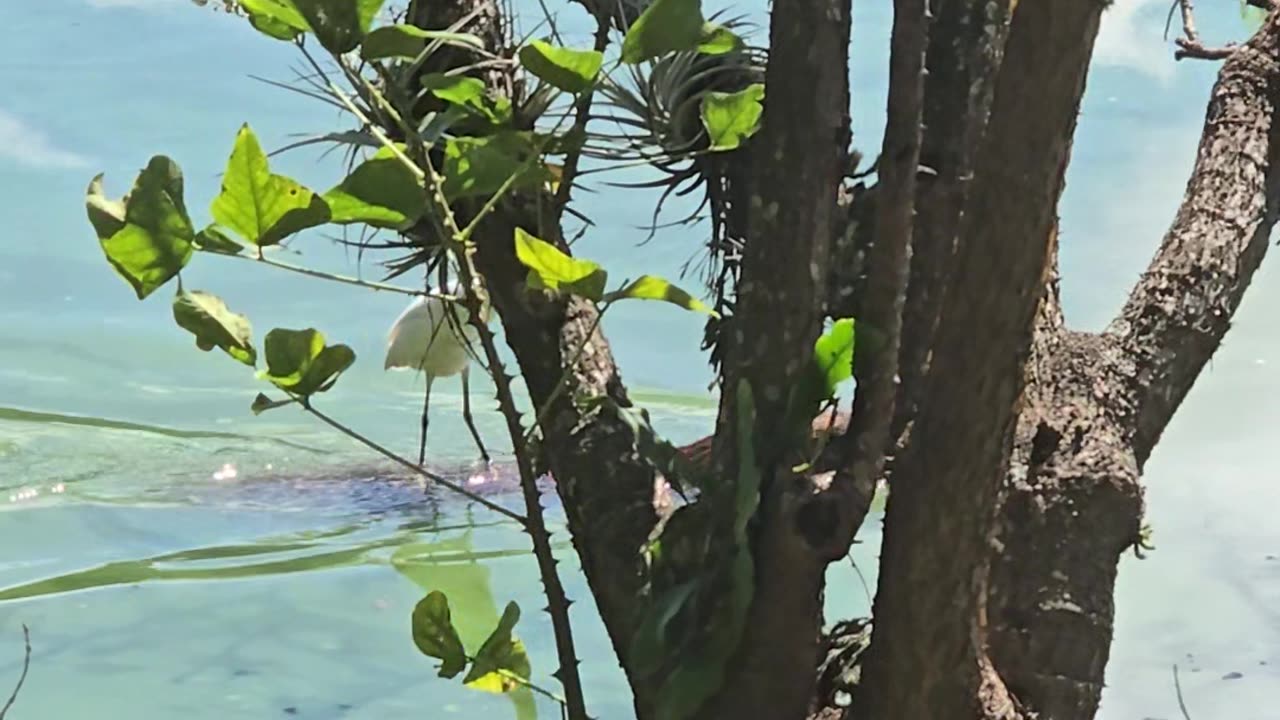 Snowy Egret Surfs on Capybara