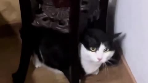 Cat Funny Videos Compilation