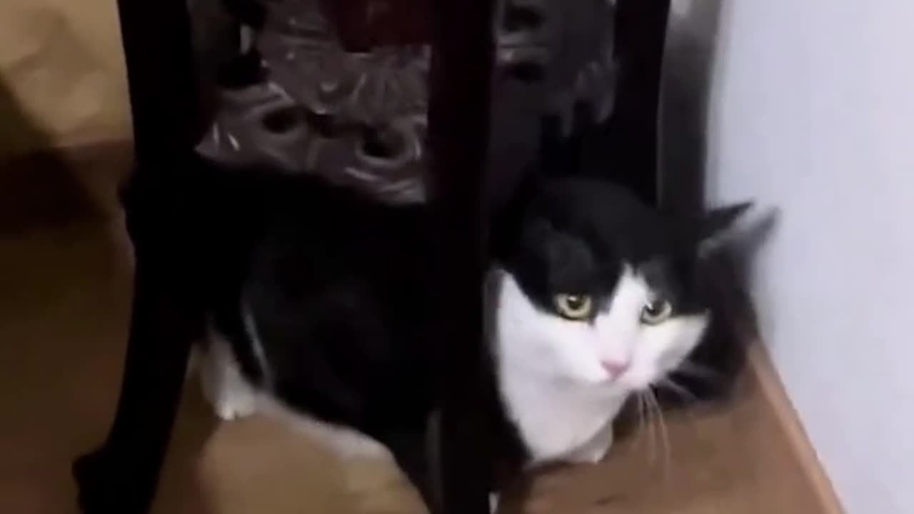 Cat Funny Videos Compilation