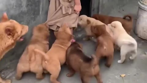 Interesting puppies