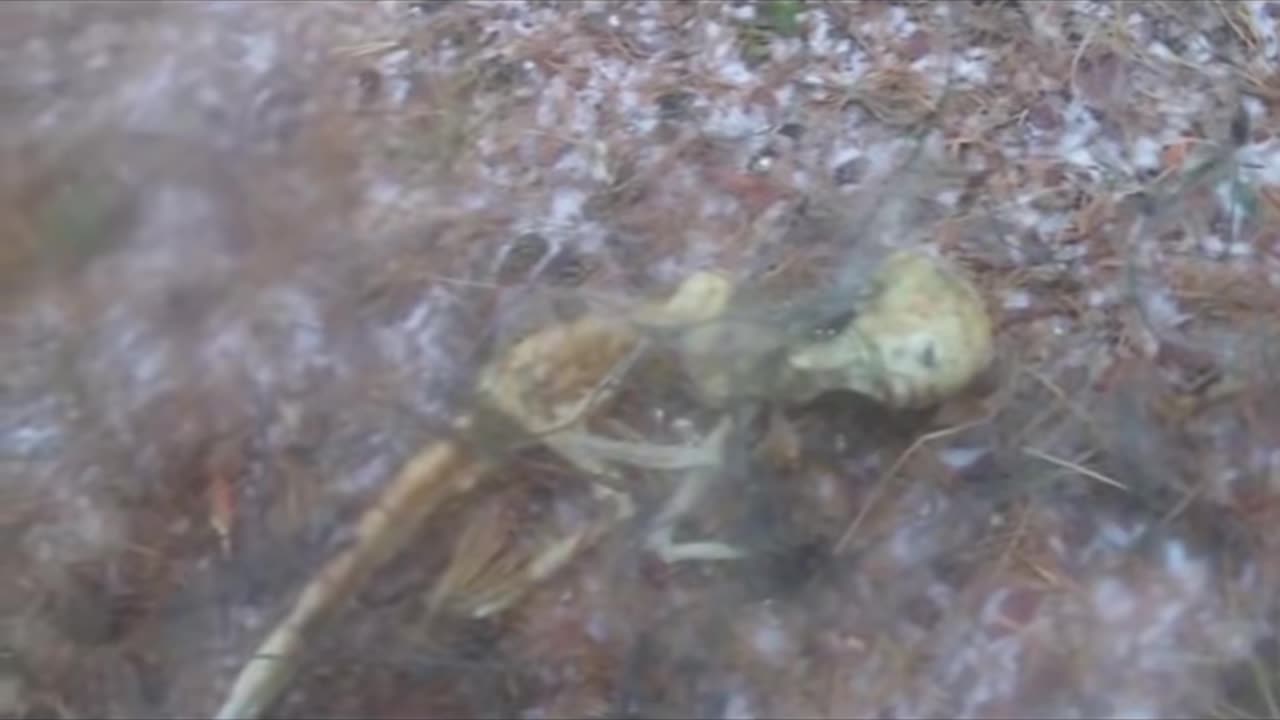 😱👽 The Most Terrifying Alien Encounter Ever! | TheHauntingHour