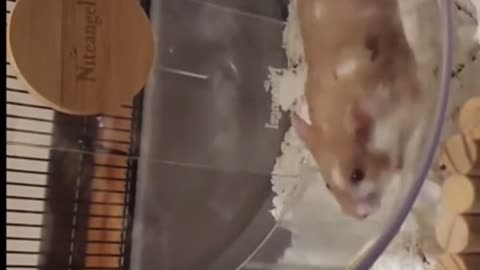 😂💫 Hamster's Slow Motion Run is Hilarious! | FunFM