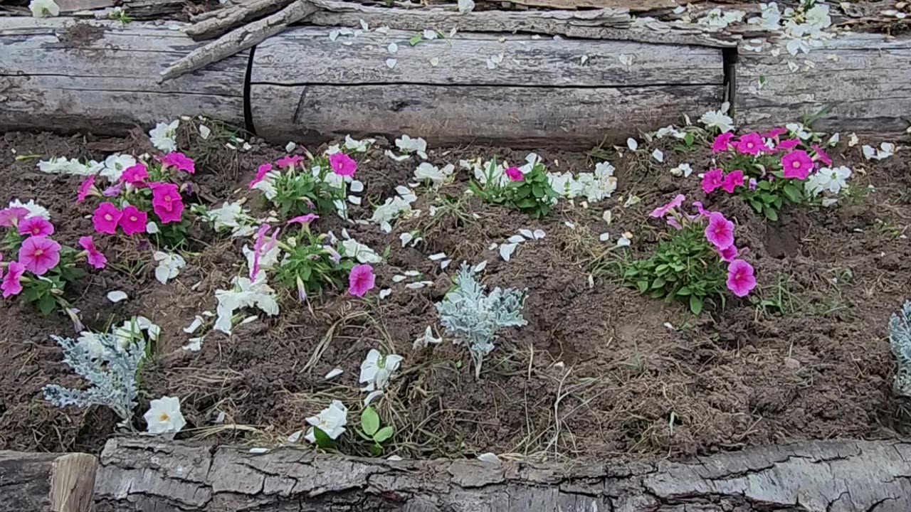 "Deadheading an Iceberg White Landscape Rose set"