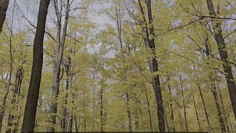 Daily Horoscope | Taurus 🌟