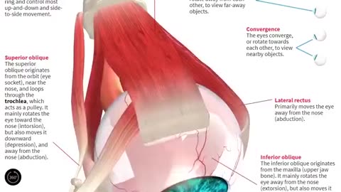 How the human 👁️ moves