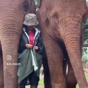 Elephants Protect Their Caregiver From The Rain And Make Sure She's Okay
