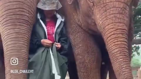 Elephants Protect Their Caregiver From The Rain And Make Sure She's Okay