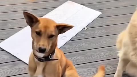 Best funny video 58
