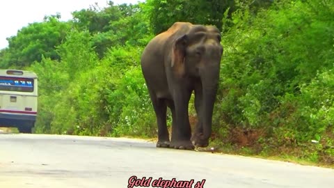 WILD LIFE