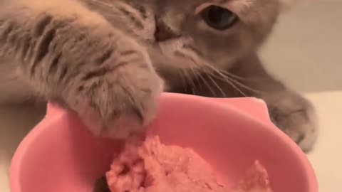 The kitten's hand grabs rice