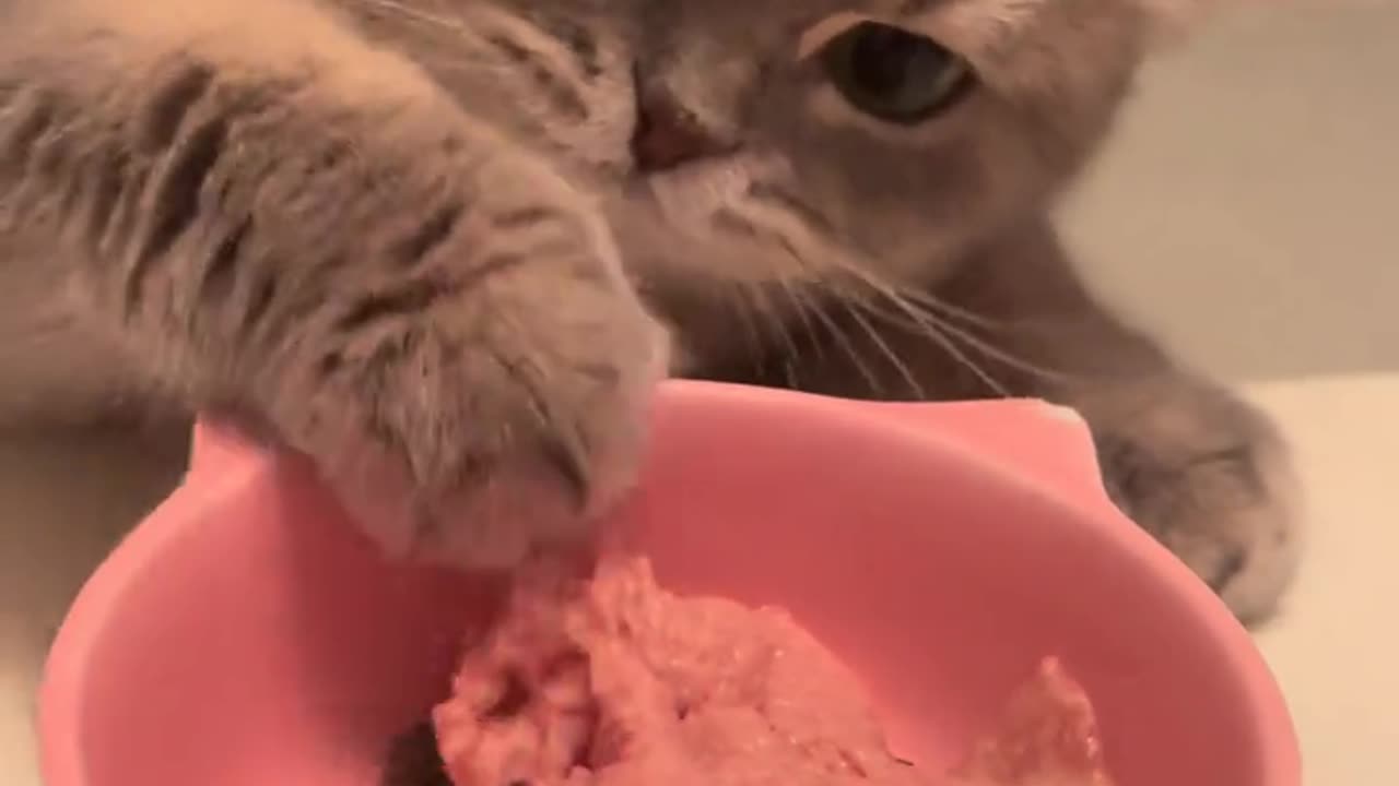 The kitten's hand grabs rice