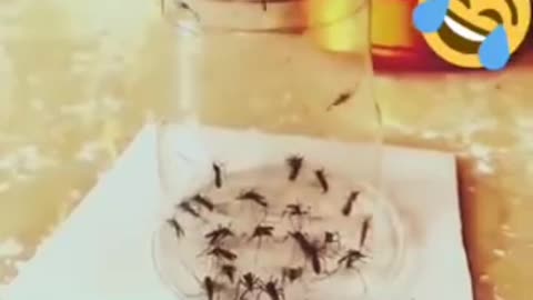 Funny videos 😂