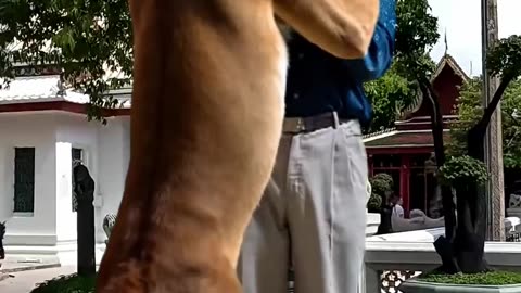 Fighting with Lion-AI video-1