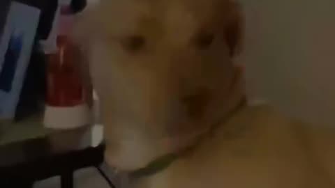 dogs vs cats 😂 laugh till you cry!