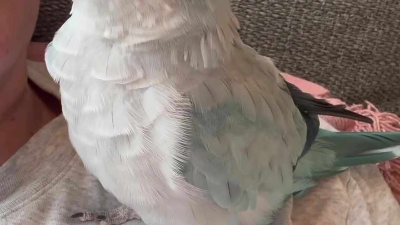 Bacon Pancakes - Adorable Bird Loves To Say It! So Cute!!