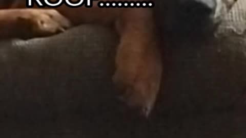 Introducing......."Lightning Dog"
