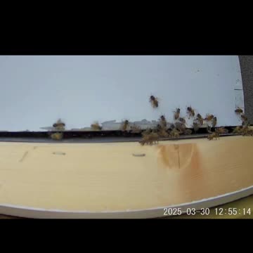 Midday Hustle and Bustle