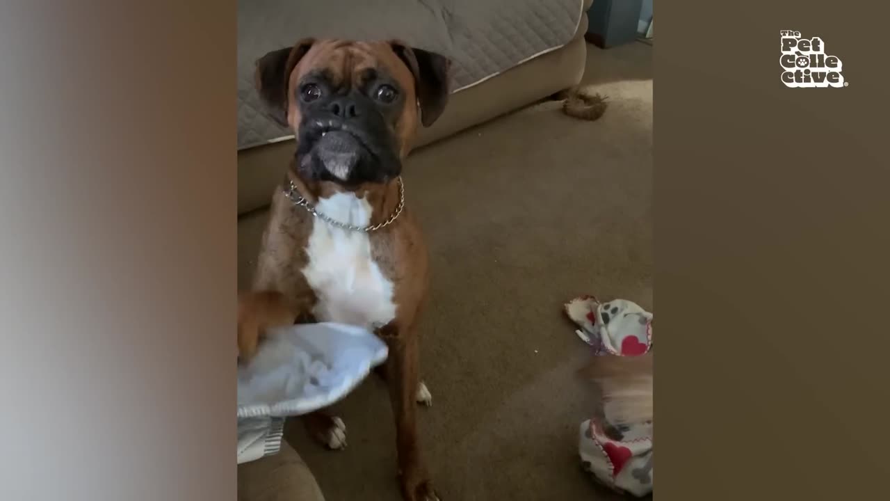 FUNNIEST Pets of 2024...So Far 😂 | BEST Compilation