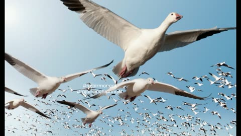 How do migrating birds know where they're going?