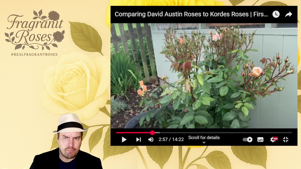 Who Breeds the Best Roses? 🌹 Jay Jay Austin vs Kordes | Reaction Video