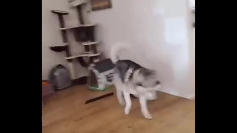 funny video