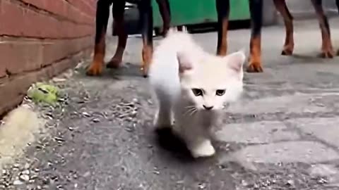 *The One-Punch Kitten*