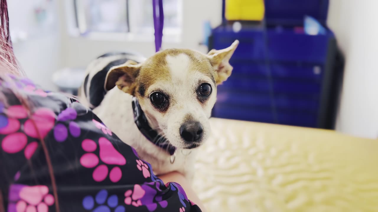 Doggie Nail Trims
