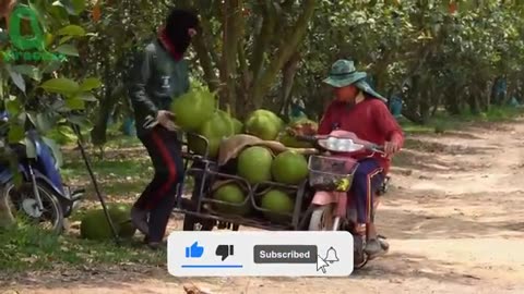 Amezing thai jackfruit from Harvests||how thailand grow and prepare