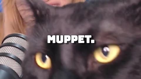 Mi gato se roba el show y me pone el cul* en la cara xD