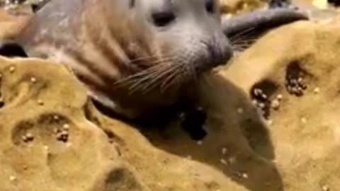 Never Give Up: A Seal’s Determination 🦭💪 | Sounds of Nature