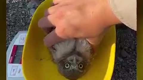 Baby Owl Has NO Survival Instincts