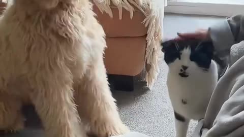 funny animal videos😁🤣😁🤣😁🤣