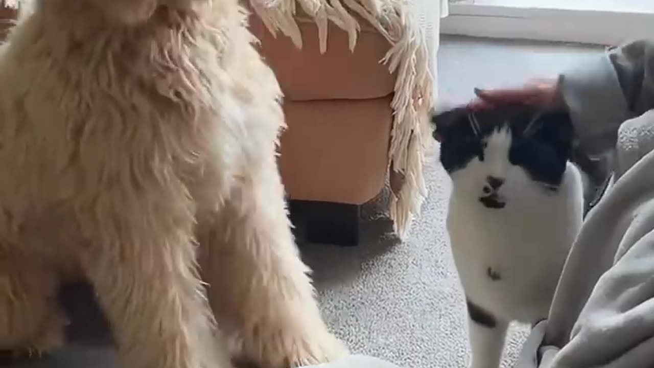 funny animal videos😁🤣😁🤣😁🤣