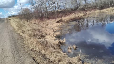 April 20, 2025 - Thanksgiving Beavers