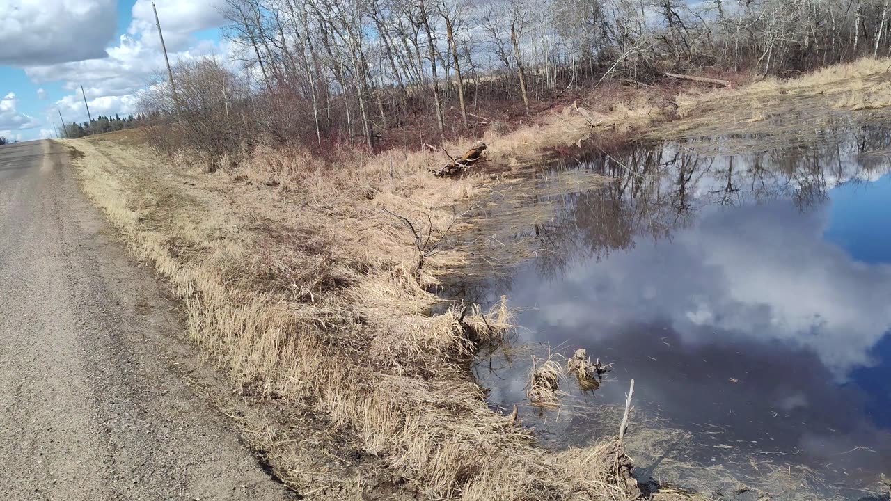April 20, 2025 - Thanksgiving Beavers