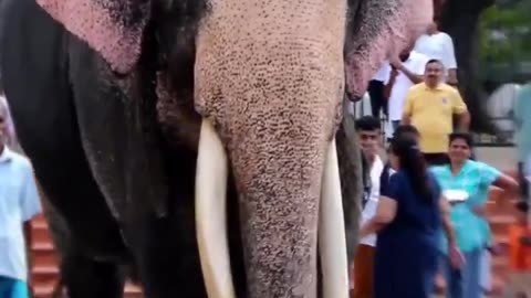 Elephant