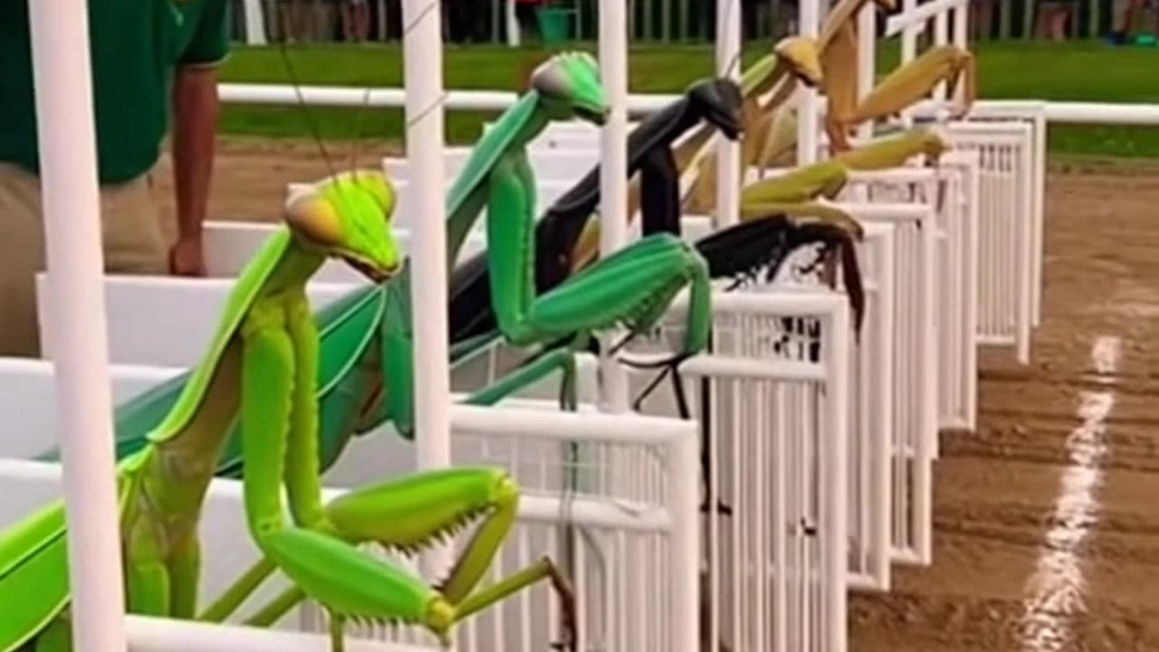 Mantis Racing Team