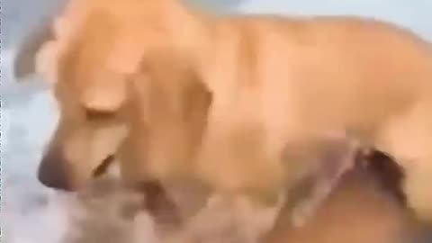 Funny dog moments 91