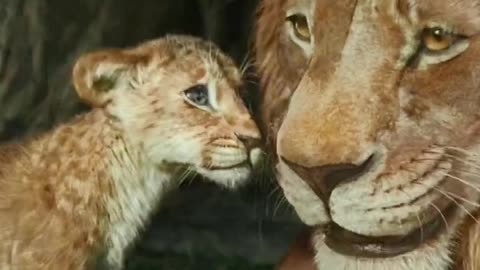Mufasa 😍❤️ (Part - 3).....#reels #viralreels #reel #mufasa #animation #lastest #romantic #viralreel
