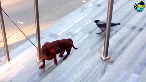 😂 Naughty Bird vs Silly Dog | Funniest Animal Prank Ever! 🐦🐶
