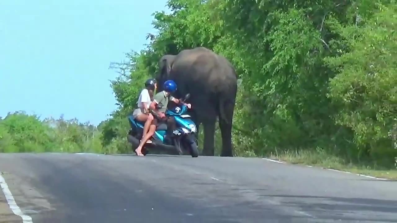 Shut Down by Giants Road Closed Wild Elephant Attacks