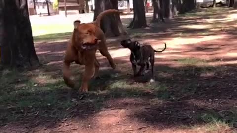 🤣🤩 Wait Till You See Their Reaction! Perfect Toy Discovery | FunFM