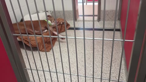 Braveheart-tan bed front 6y A869334 CJ-lite back of bed10mos A868322 kennel 49 pod 2 PACC shelter20250704_410