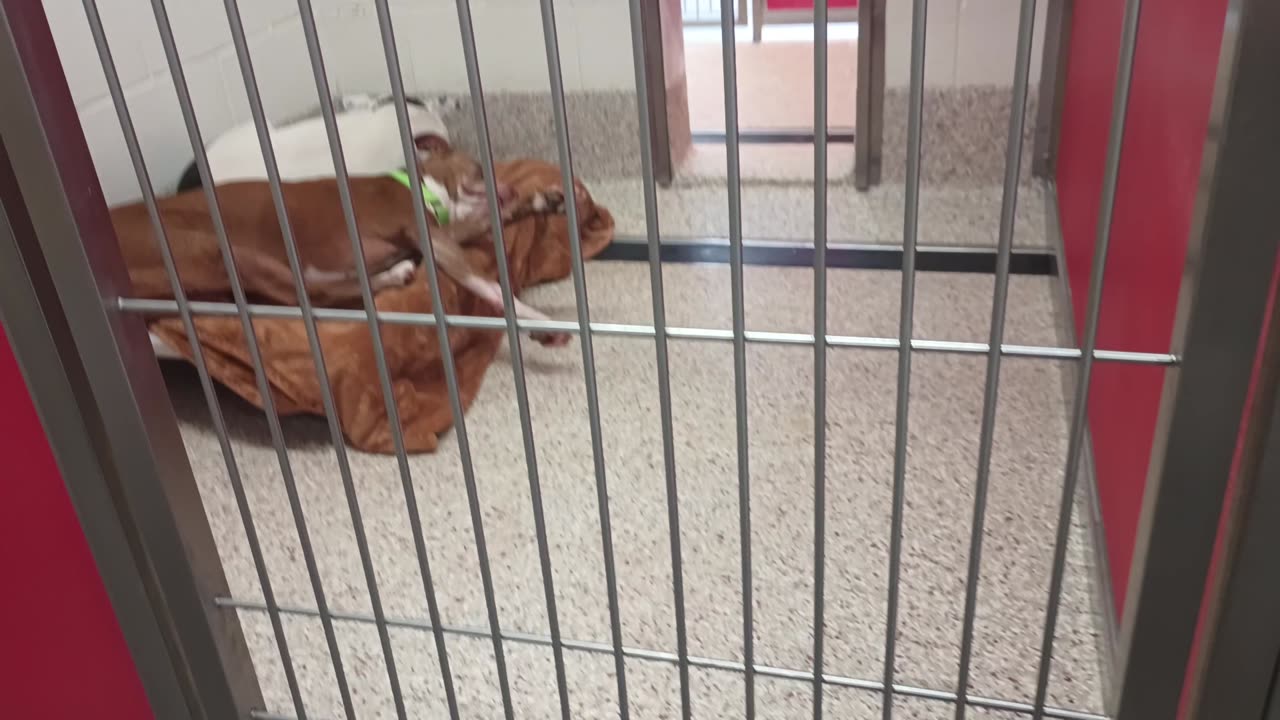Braveheart-tan bed front 6y A869334 CJ-lite back of bed10mos A868322 kennel 49 pod 2 PACC shelter20250704_410