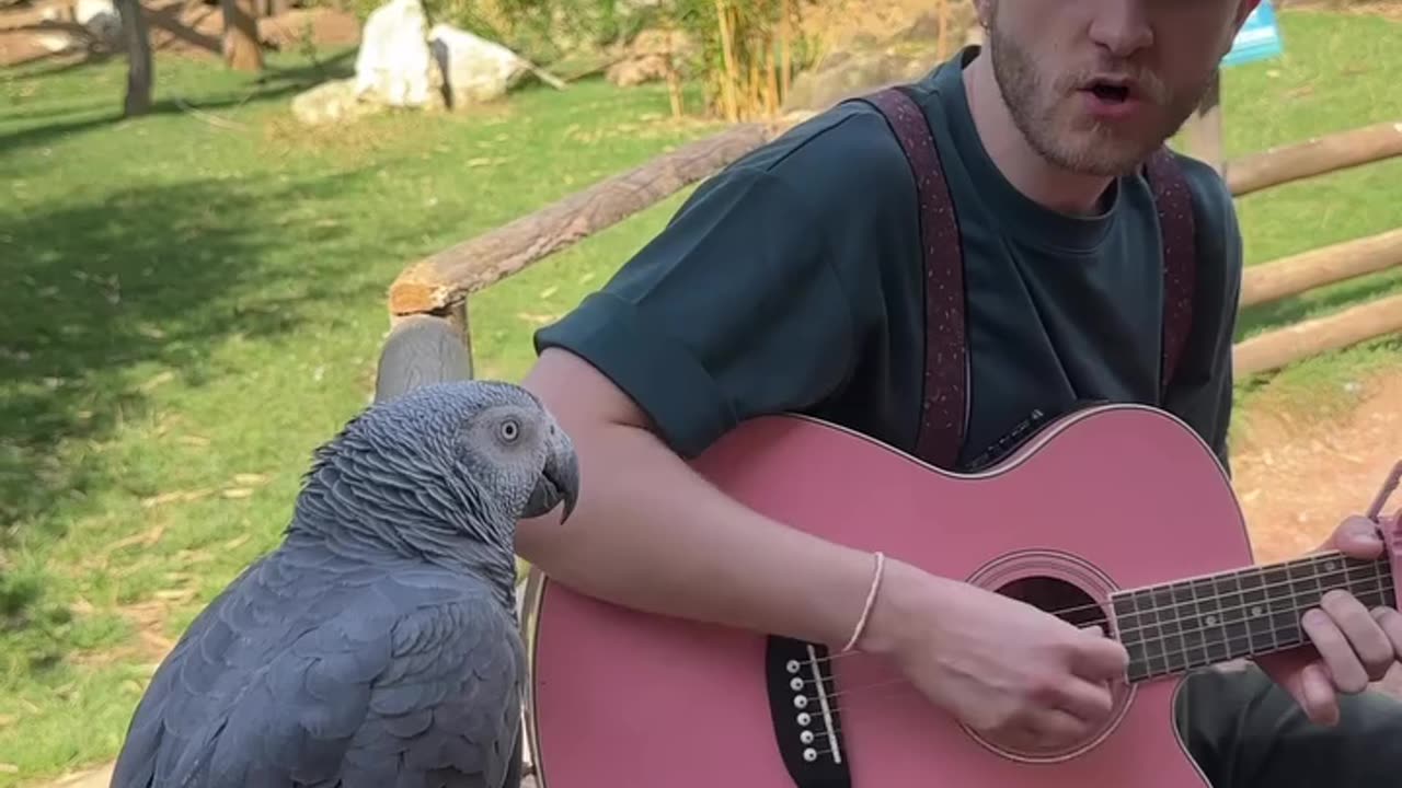 🎵𝄞 🦜 It's a Shit-Show Out There! 🎸 Here's Something POSITIVE to Get You Through the Day 🐘🦓