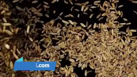 Amazing Benefits of Fennel Seeds