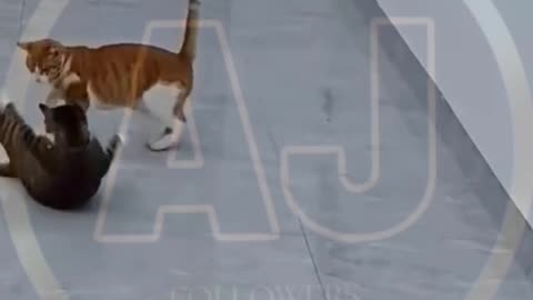 Funny animals video